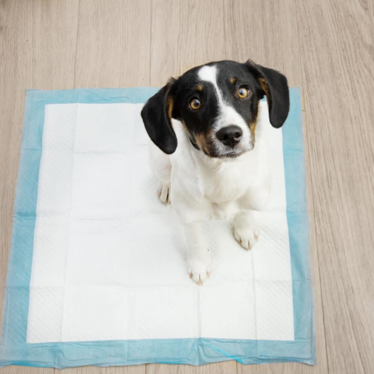 Yavru Köpeklerde Tuvalet Eğitimi: Adım Adım Başarı Rehberi