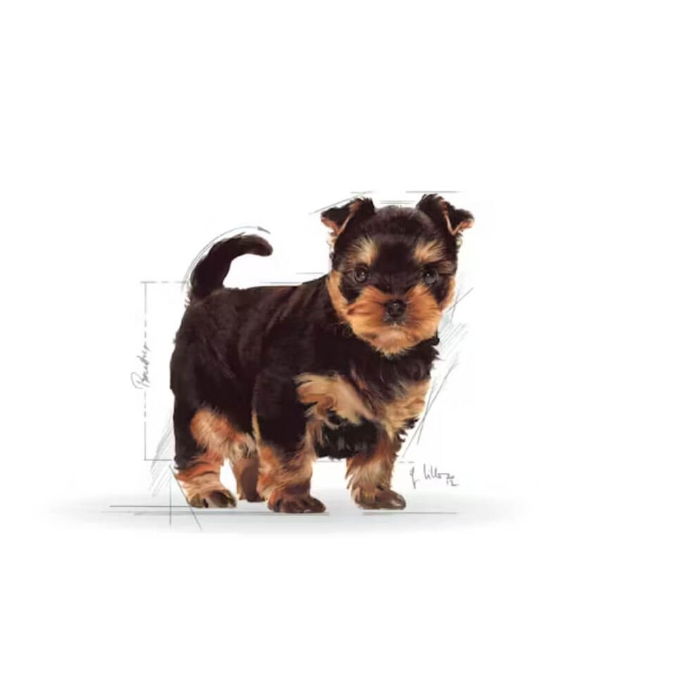 Royal Canin Yorkshire Terrier Junior Yavru Köpek Maması 1,5kg