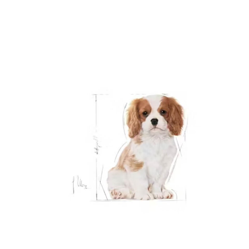 Royal Canin Puppy Cavalier King Charles Yavru Köpek Maması 1,5kg