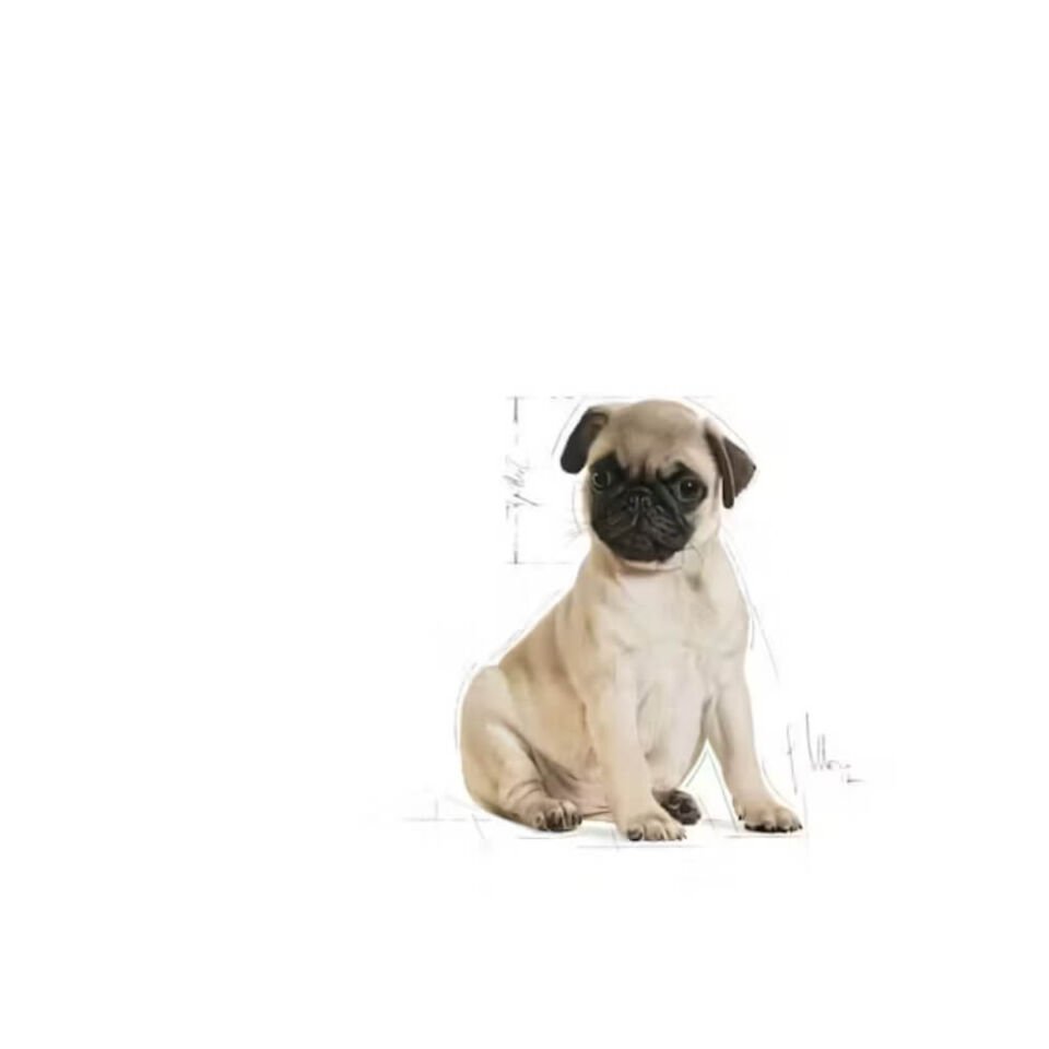 Royal Canin Pug Junior Yavru Köpek Maması 1,5kg