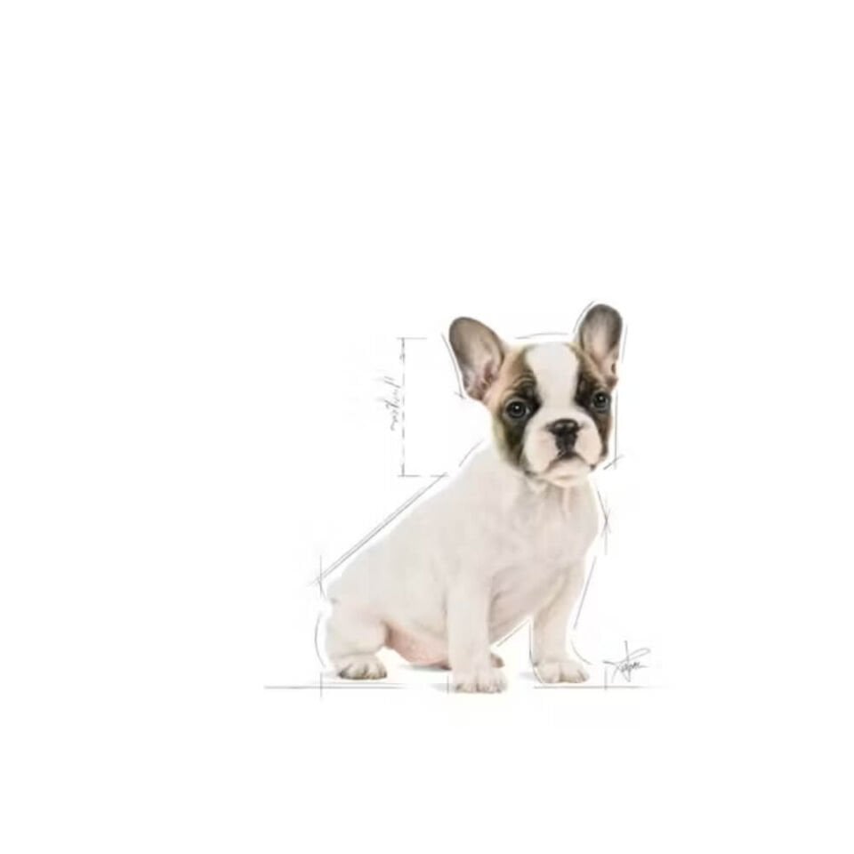 Royal Canin French Bulldog Junior Yavru Köpek Maması 3kg