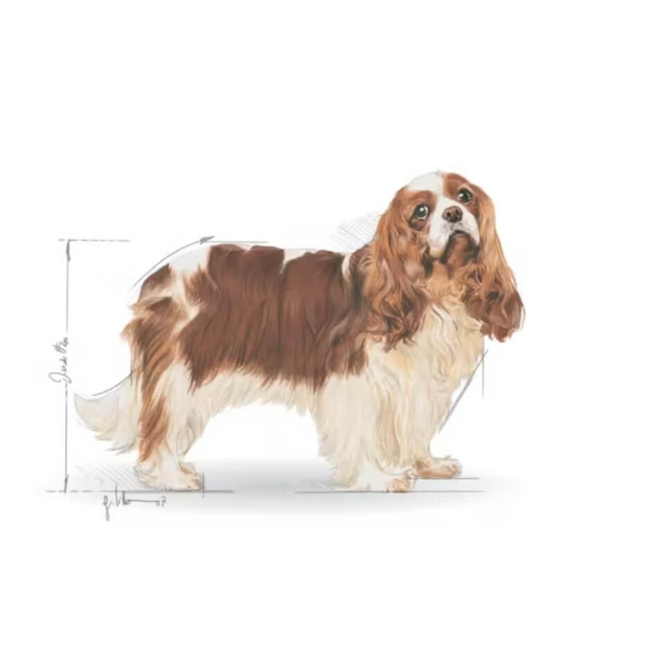 Royal Canin Cavalier King Charles 27 Yetişkin Köpek Maması 1,5kg