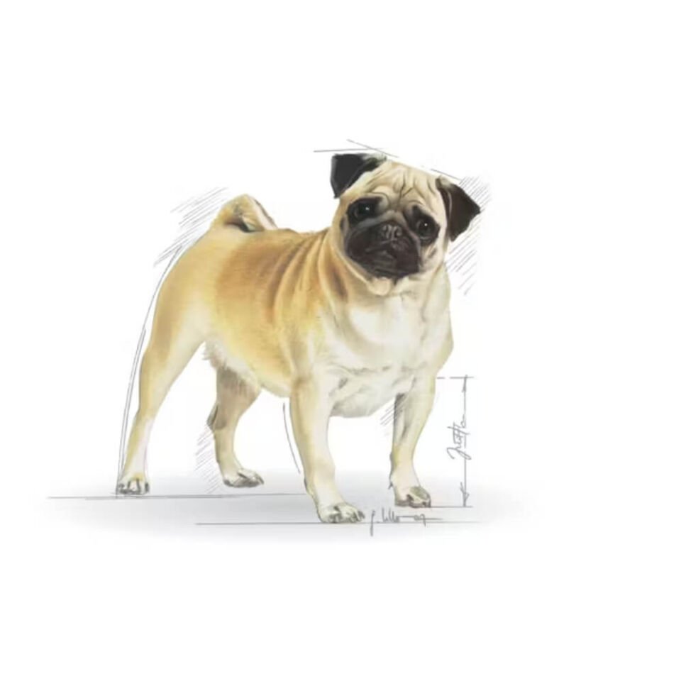 Royal Canin Pug Yetişkin Köpek Maması 1,5kg