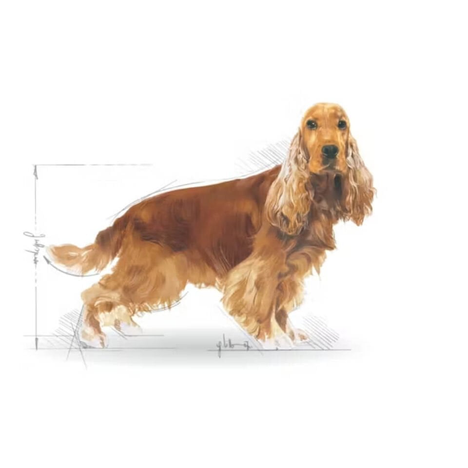 Royal Canin Cocker Spaniel 25 Yetişkin Köpek Maması 3kg
