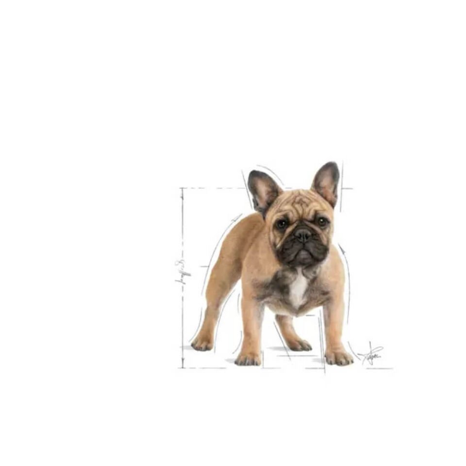 Royal Canin French Bulldog Yetişkin Köpek Maması 3kg