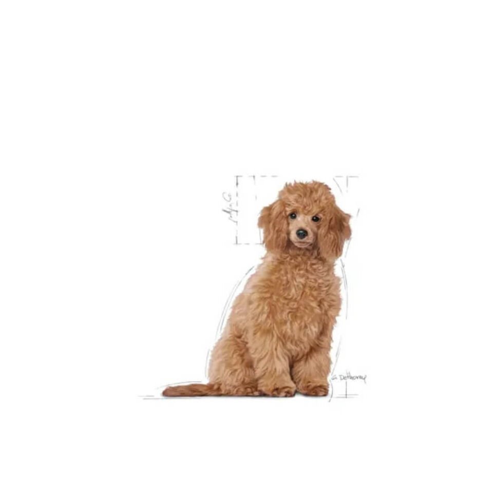 Royal Canin Puppy Poodle Caniche Yavru Köpek Maması 3kg