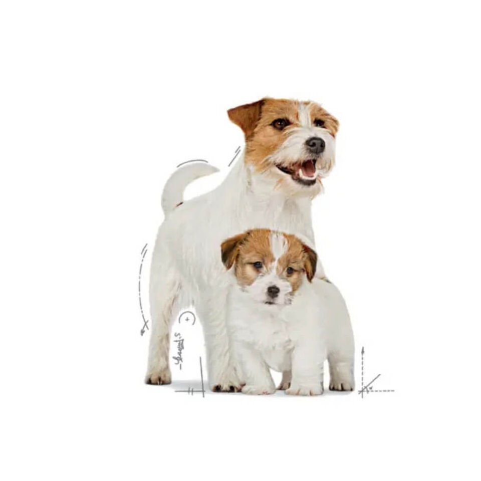 Royal Canin Starter Anne ve Yavru Köpek Konservesi 195gr