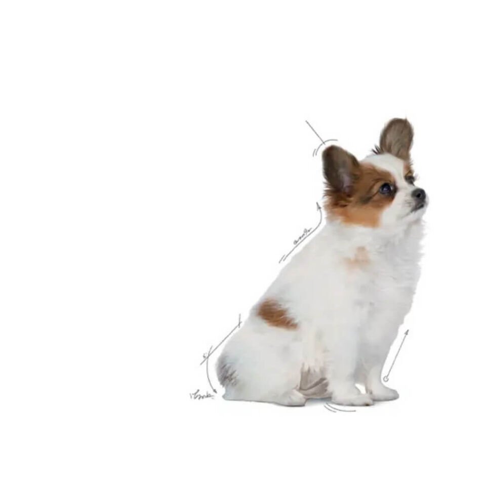 Royal Canin X-Small Küçük Irk Yavru Köpek Maması 1,5kg