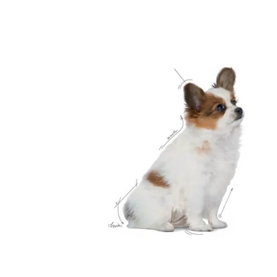 Royal Canin X-Small Küçük Irk Yavru Köpek Maması 3kg