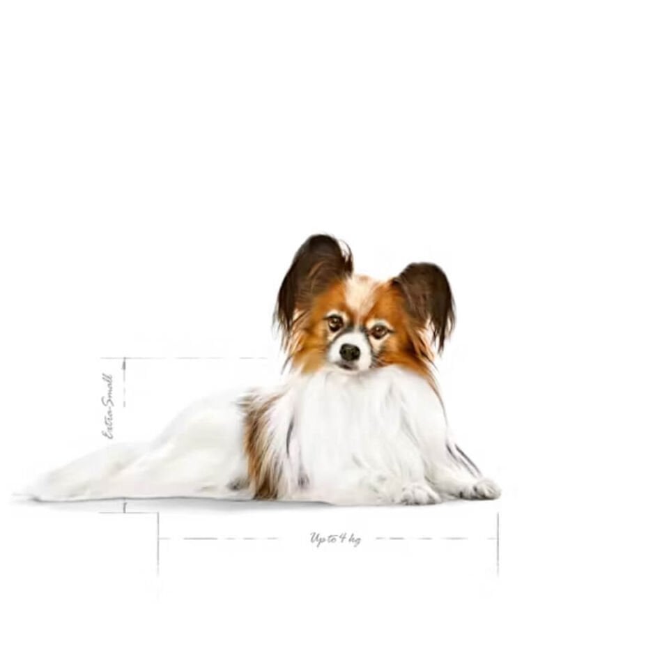 Royal Canin X-Small Ageing 12+ Küçük Irk Yaşlı Köpek Maması 1,5kg