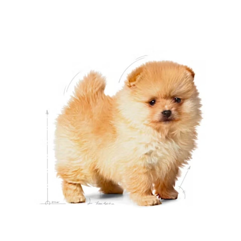 Royal Canin Mini Indoor Küçük Irk Yavru Köpek Maması 1,5kg