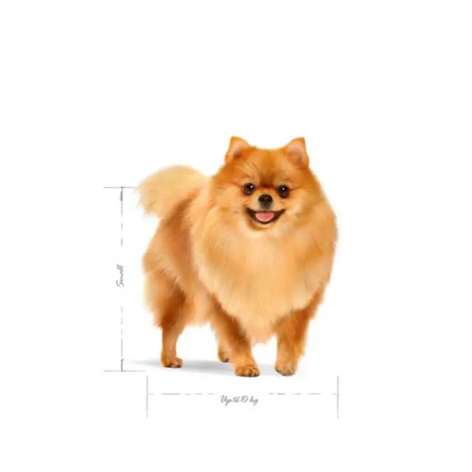Royal Canin Mini Indoor Küçük Irk Yetişkin Köpek Maması 1,5kg