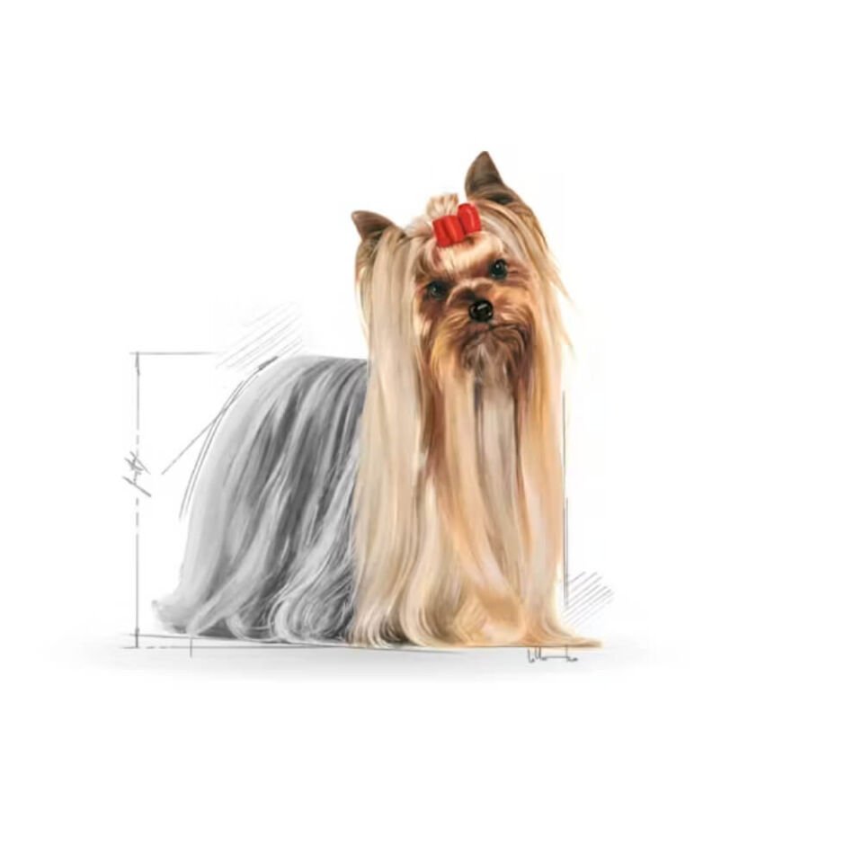 Royal Canin Yorkshire Terrier Yetişkin Köpek Konservesi 85gr