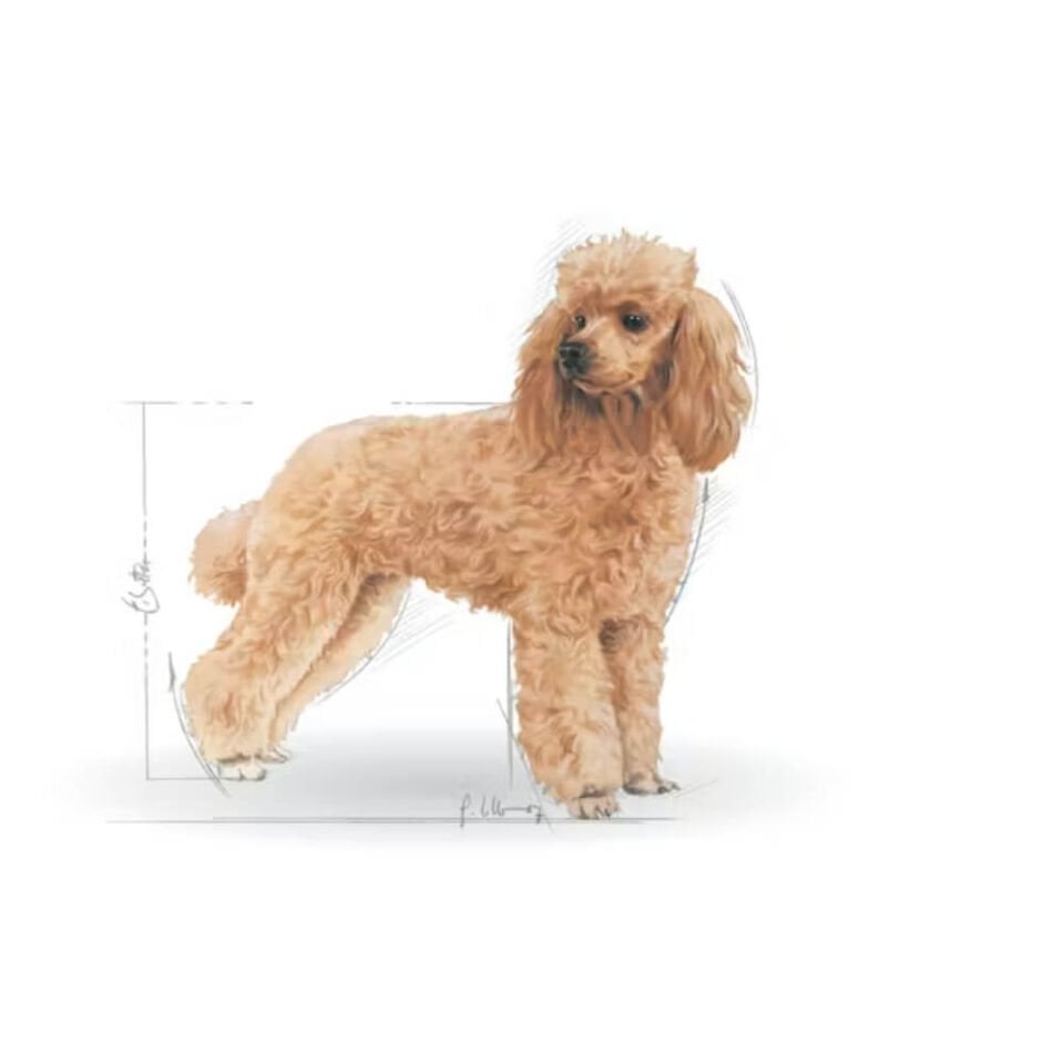 Royal Canin Adult Poodle Caniche Tüy Sağlığı Destekleyici Yetişkin Köpek Konservesi 85gr