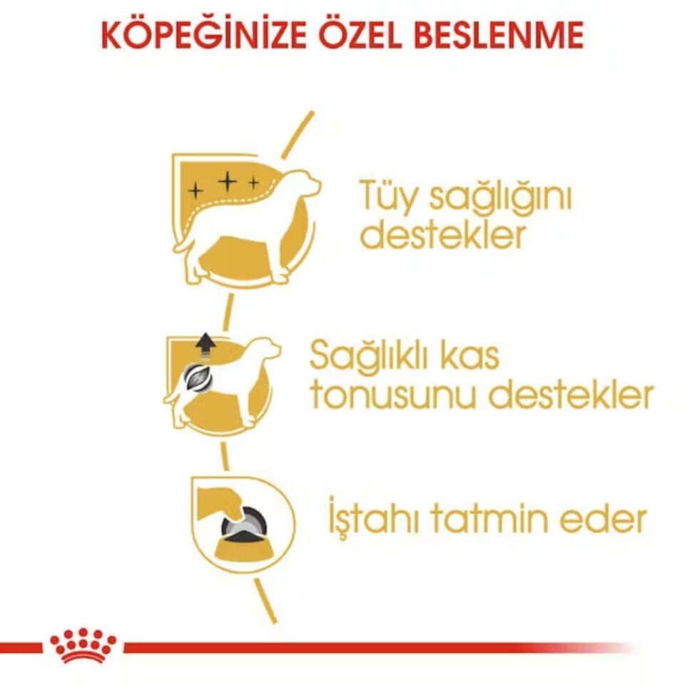 Royal Canin Adult Poodle Caniche Tüy Sağlığı Destekleyici Yetişkin Köpek Konservesi 85gr
