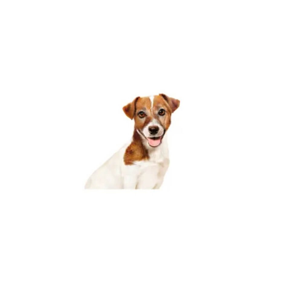 Royal Canin Soslu Yaşlı Köpek Konservesi 85gr