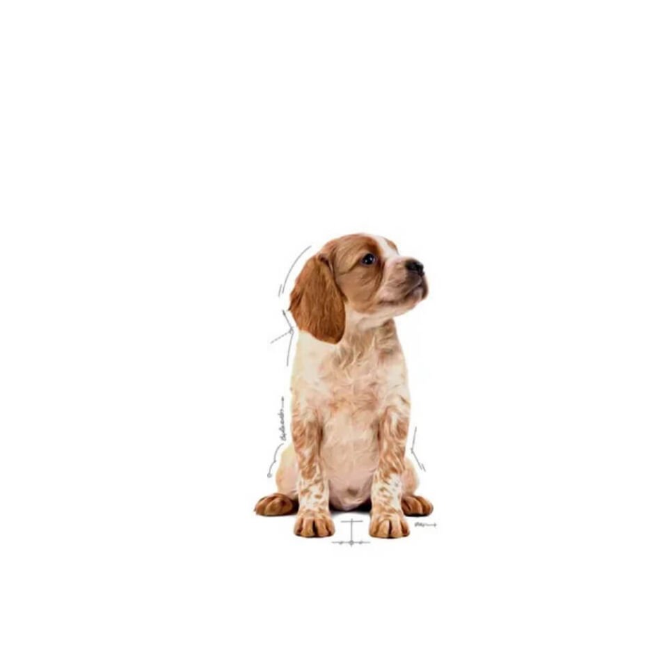 Royal Canin Sos İçinde Orta Irk Yavru Köpek Konservesi 140gr