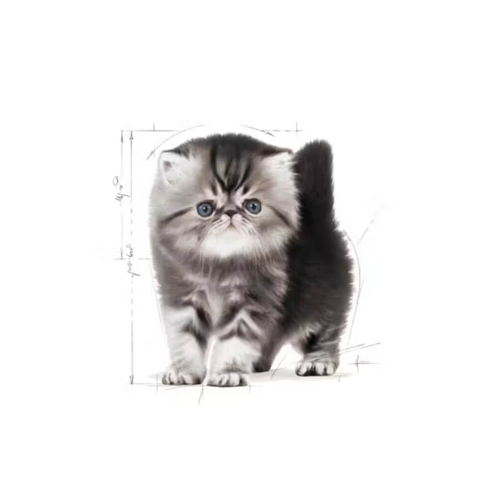 Royal Canin Kitten İran Kedileri İçin Yavru Kedi Maması 2kg