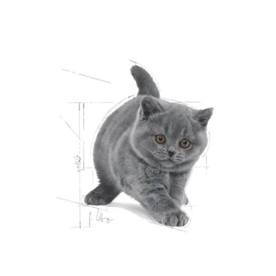 Royal Canin Kitten British Shorthair Yavru Kedi Maması 2kg