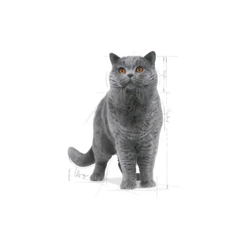 Royal Canin British Shorthair Yetişkin Kedi Maması 2kg