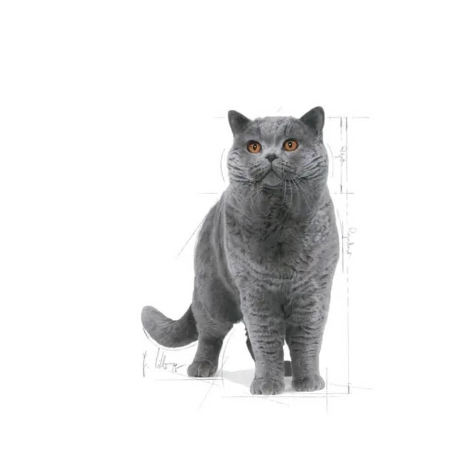 Royal Canin British Shorthair Yetişkin Kedi Maması 4kg