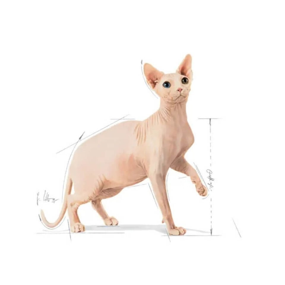 Royal Canin Sphynx Yetişkin Kedi Maması 2kg