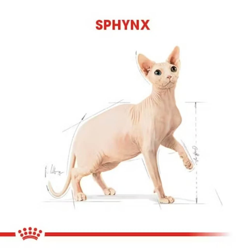 Royal Canin Sphynx Yetişkin Kedi Maması 2kg
