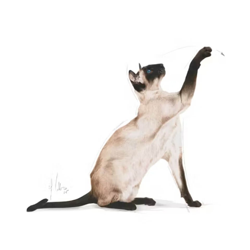 Royal Canin Siamese 38 Yetişkin Kedi Maması 2kg