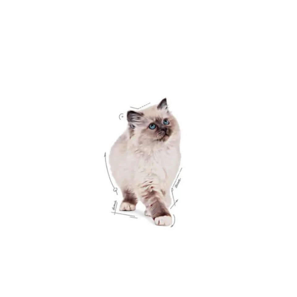 Royal Canin Pouch Kitten Jöle İçinde Yavru Kedi Konservesi 85gr