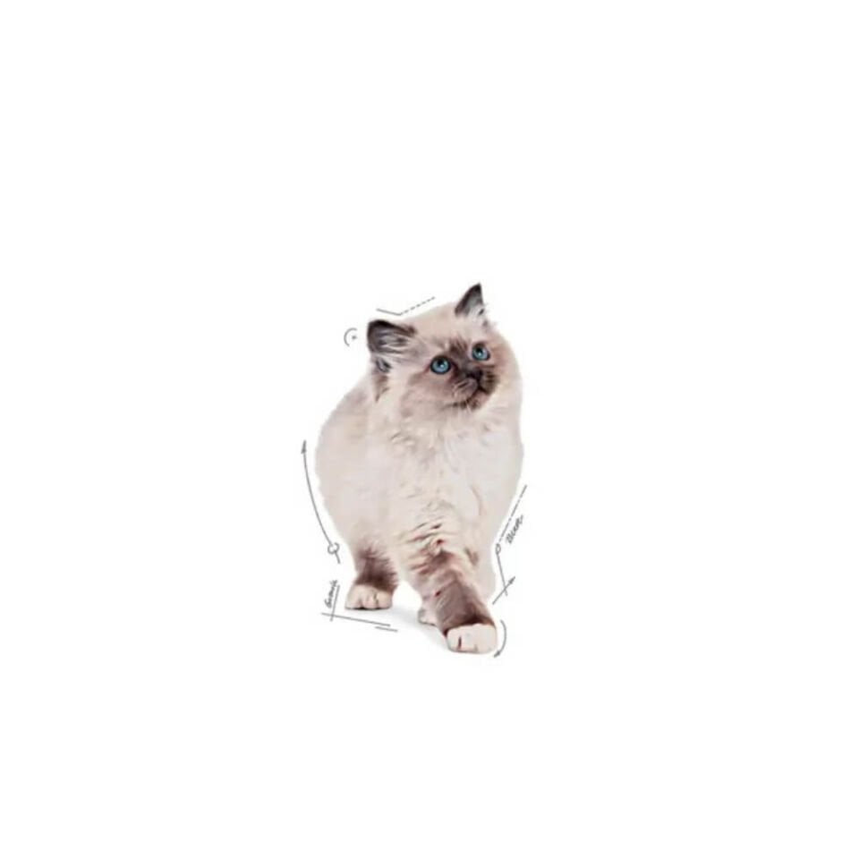 Royal Canin Pouch Kitten Sos İçinde Yavru Kedi Konservesi 85gr