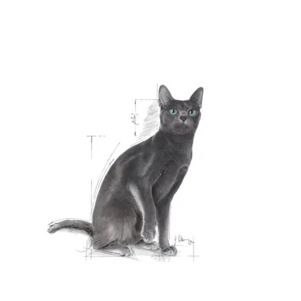 Royal Canin Sterilised 37 Kısırlaştırılmış Kedi Maması 4kg