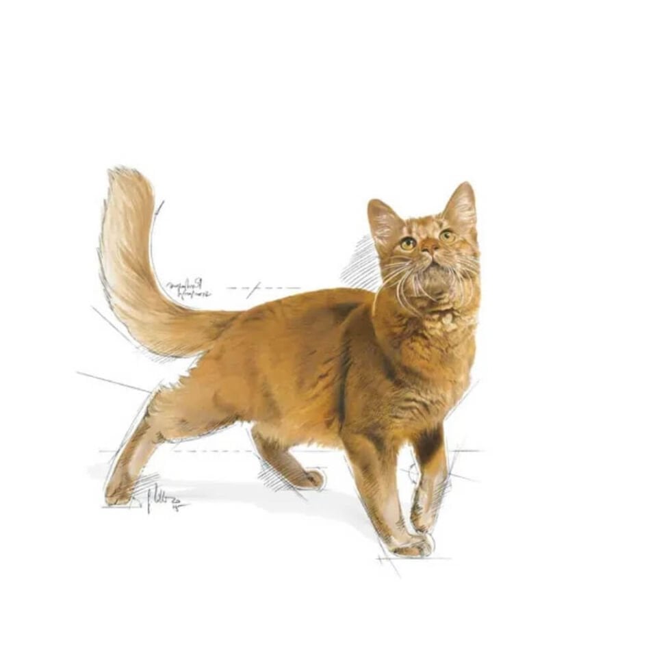 Royal Canin Fit 32 Yetişkin Kedi Maması 2kg