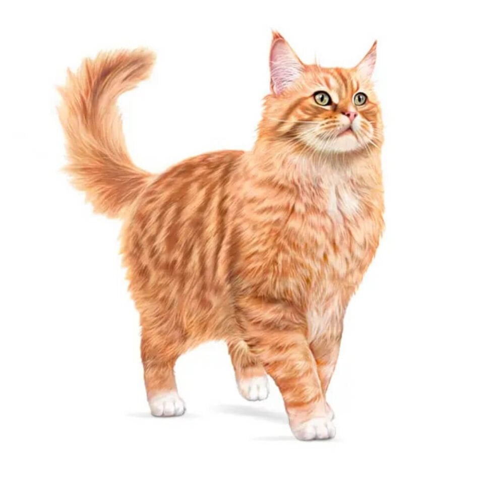 Royal Canin Ageing 11+ Yaş Üzeri Yaşlı Kedi Maması 2kg