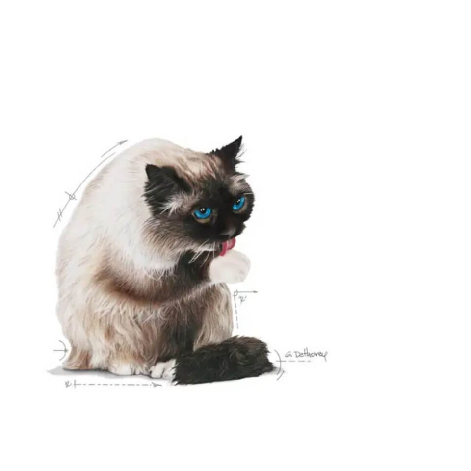 Royal Canin Hairball Tüy Yumağı Önleyici Yetişkin Kedi Maması 2kg