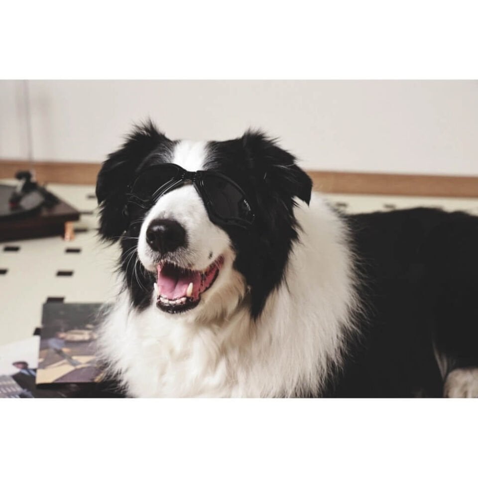 M-Pets Sunny Trailblazer Köpek Gözlüğü 15,7x7,5cm (Siyah)