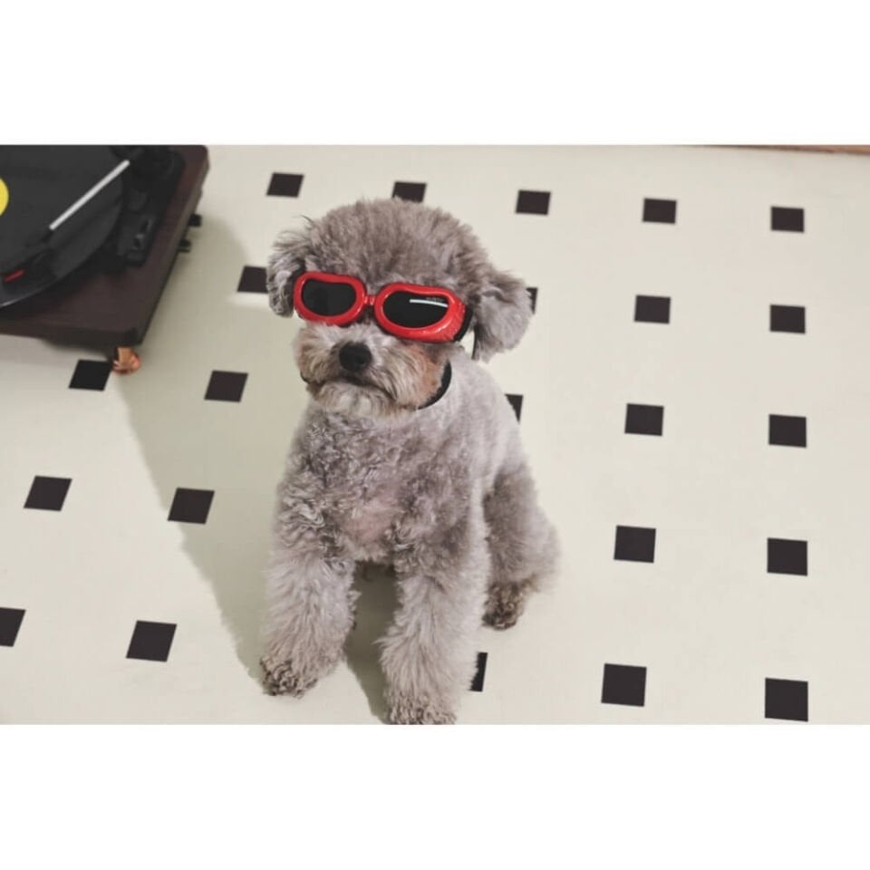 M-Pets Sunny Daytrip Köpek Gözlüğü 15,2x4,9cm (Kırmızı)