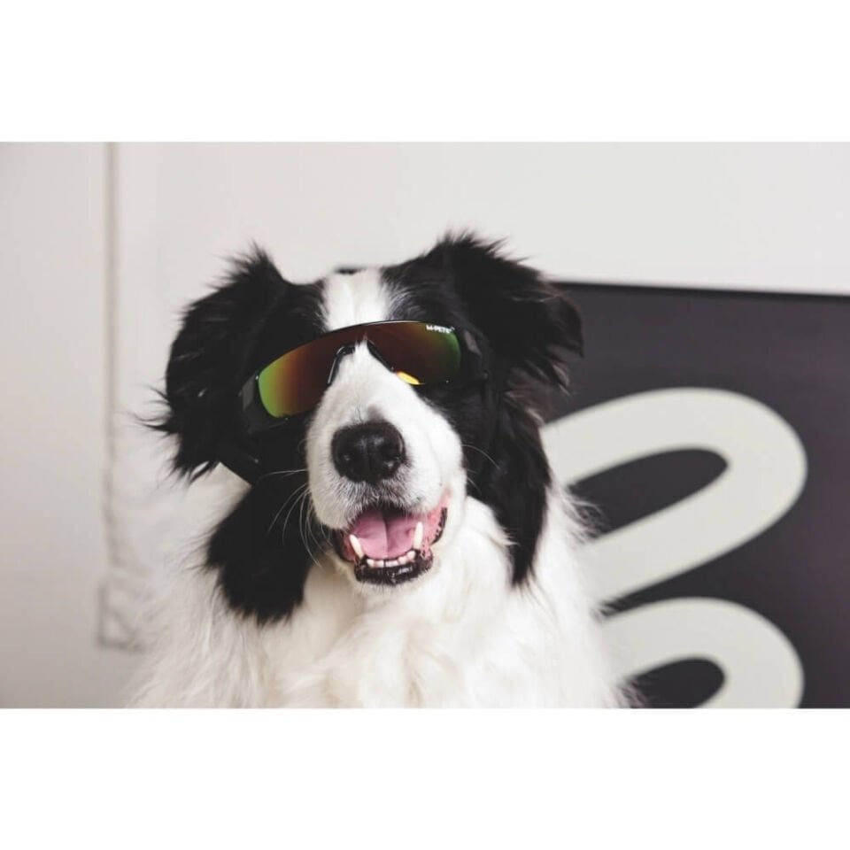 M-Pets Sunny Sunbather Köpek Gözlüğü 15,2x4,9cm (Siyah)