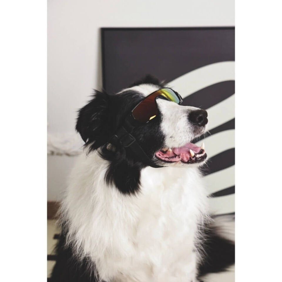 M-Pets Sunny Sunbather Köpek Gözlüğü 15,2x4,9cm (Siyah)