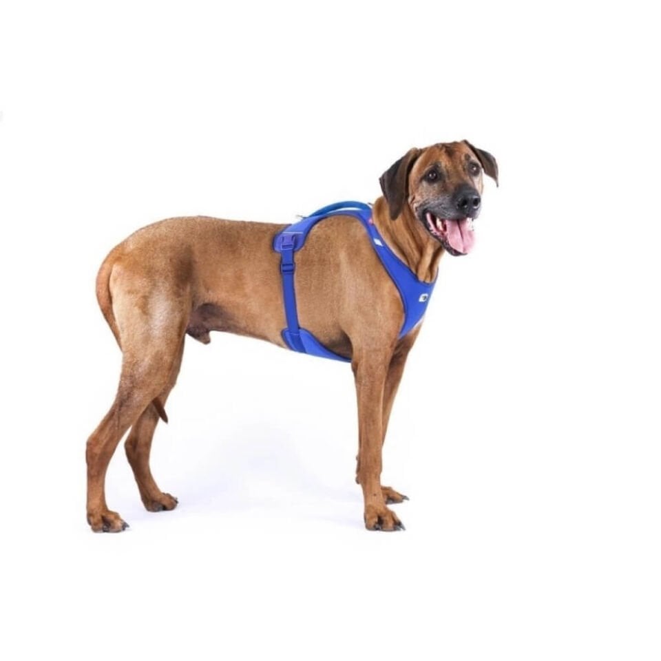Curli Belka Harness Air-Mesh Köpek Göğüs Tasması 70,2x78,9cm (Mavi) [3XL]